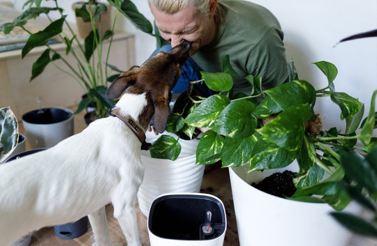 Garden Therapy - Respira
