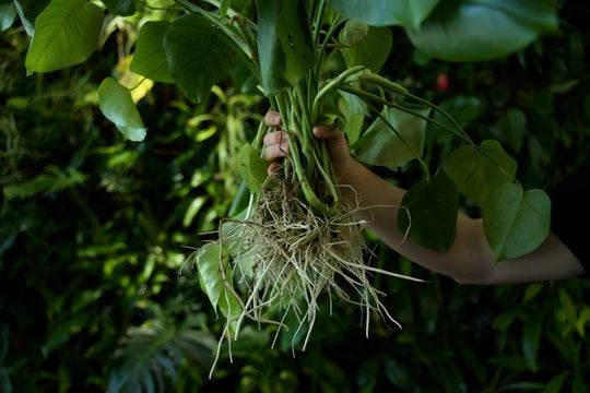 Helping Potted Plants Successfully Transition to a Hydroponic System - Respira