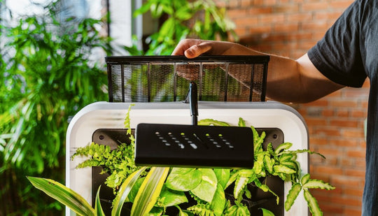 Natural Air Purification Vs. Traditional Methods - Respira