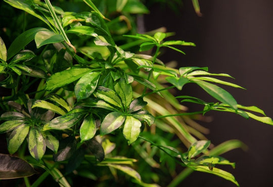 Plants Don’t Clean The Air! At Least Not How You Might Think. - Respira
