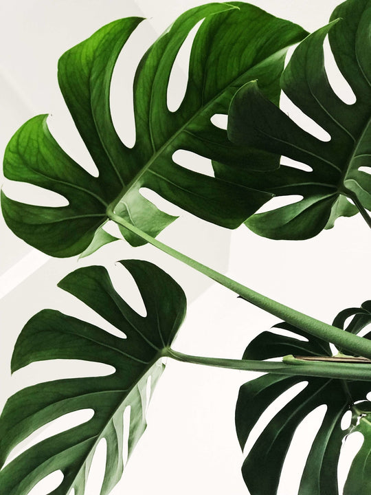 Respira x Toronto Metropolitan University (TMU) - The Research - Respira