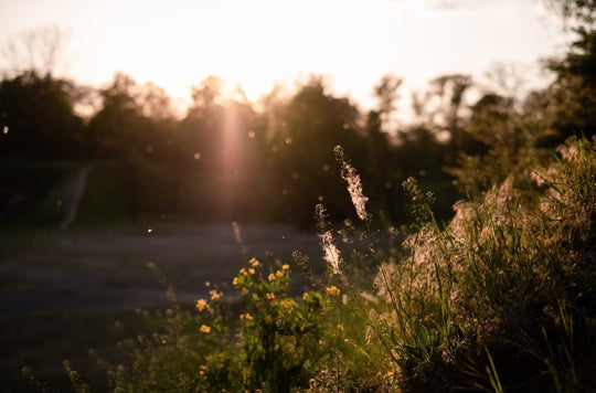Seasonal Allergies - Respira