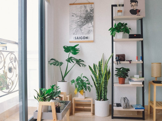 Using Plants To Avoid Seasonal Affective Disorder (SAD) - Respira