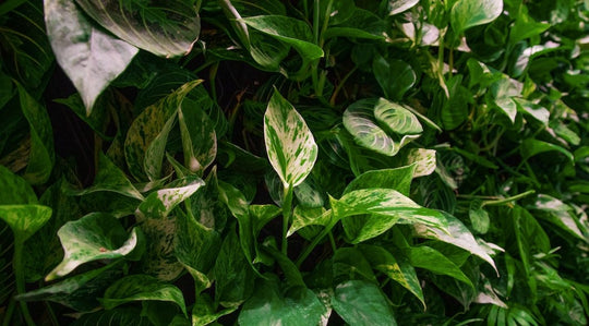 What Is Biofiltration? - Respira