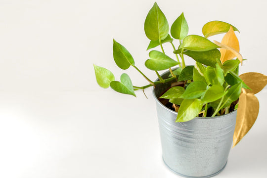 Why Your Plants Are Turning Yellow - Respira