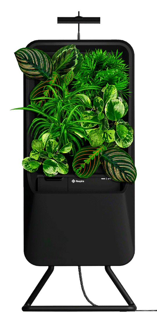 Pet Friendly Plants - Hydroponic pet friendly plants