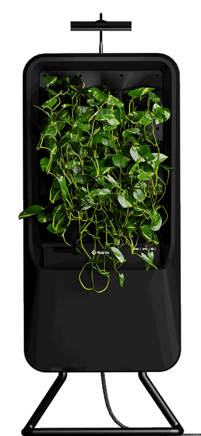 Pothos