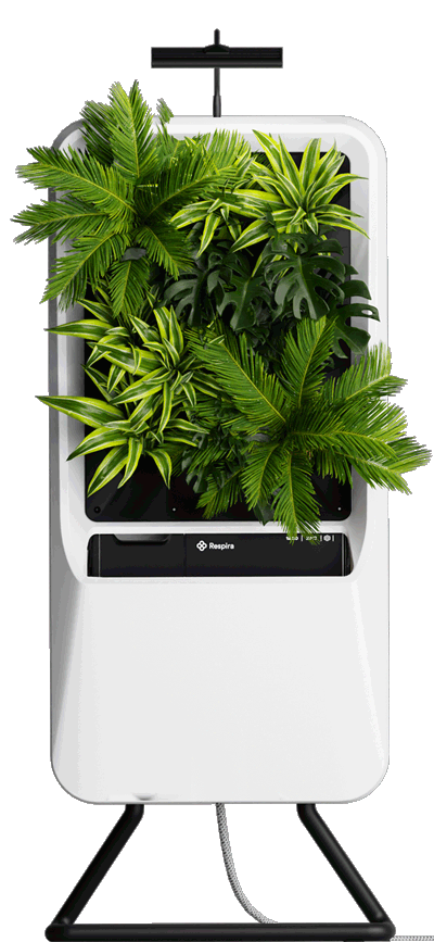 Indoor Tropical Plant Palette - Hydroponic plants
