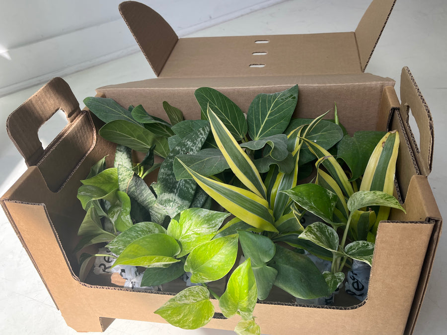 Plants