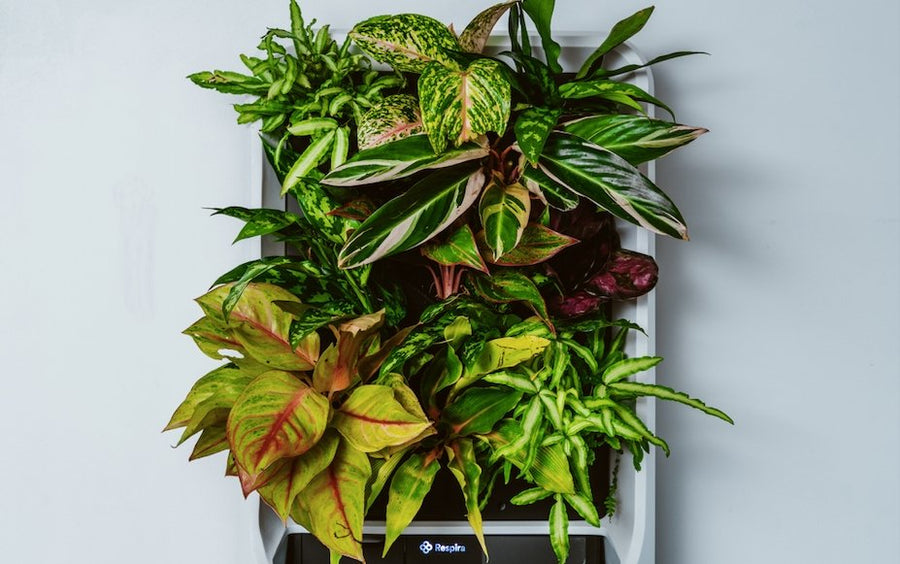 Plants - Respira