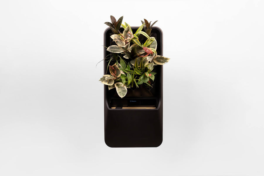 Plants - Respira