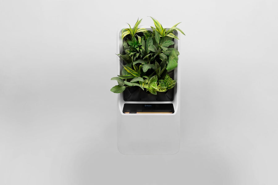 Plants - Respira