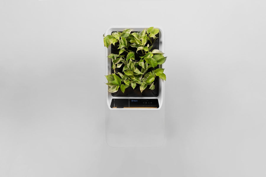 Plants - Respira